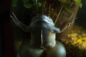 De klauwkikker: habitat en kenmerken