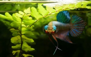 Waarom is de Siamese kempvis agressief?