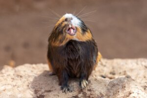 Hoe zit dat: bijten cavia's en waarom?