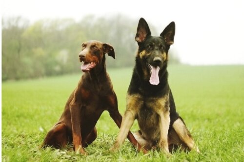 5 verschillen tussen de dobermann en de Duitse herder