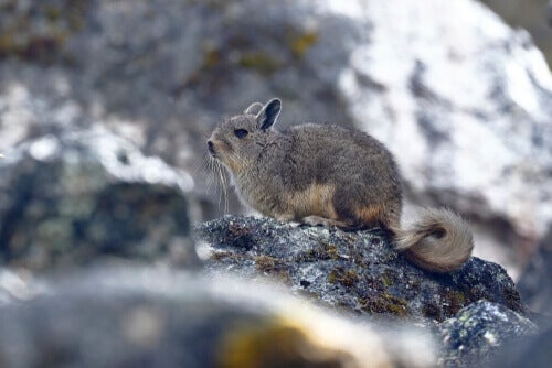 Ontdek meer over de fauna van de Andes