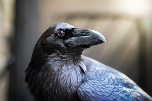 De raaf: alles over de habitat en kenmerken van deze vogel