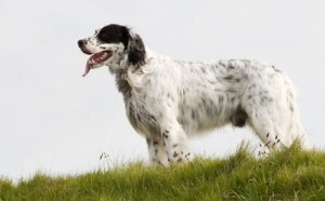 Het trainen van de Engelse setter: gespecialiseerd in de jacht op vogels