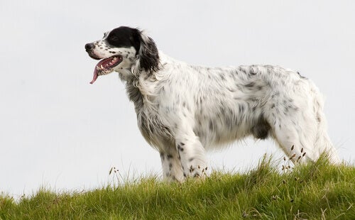 Het trainen van de Engelse setter: gespecialiseerd in de jacht op vogels