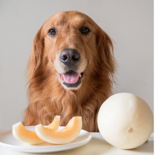 Mogen honden meloen eten?