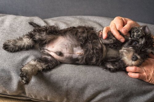 Hebben honden een navel net zoals mensen?