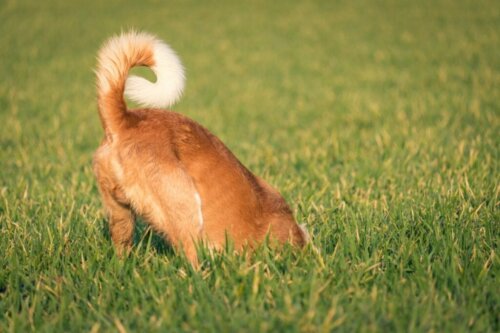 Mogelijke staartverwondingen bij honden