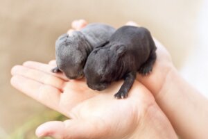 Hoe worden konijnen geboren?