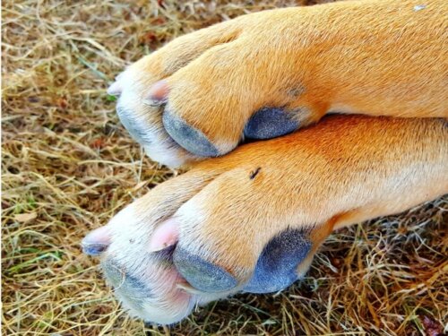 Leer meer over mierenbeten bij honden