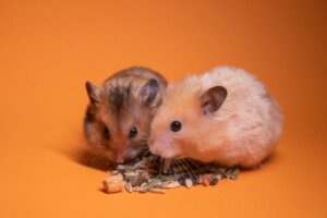 Is het goed om 2 hamsters in dezelfde kooi te houden?