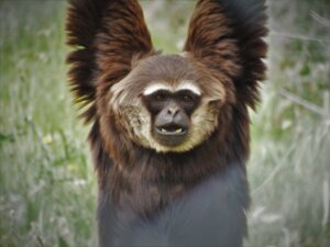 10 curiositeiten over primaten