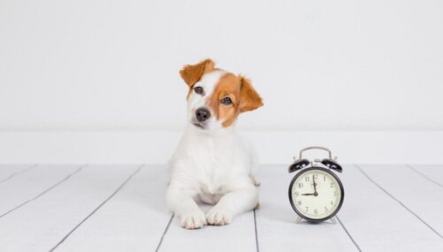 8 vaardigheden die een puppy moet leren in zijn eerste jaar