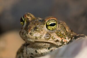 9 dieren die door hun huid ademen