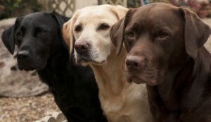 Maak kennis met 5 soorten retrievers en hun kenmerken