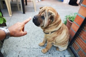 De shar-pei: alles over het gedrag en training van deze honden