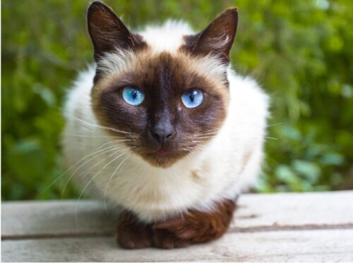 Wat komt er kijken bij de verzorging van Siamese katten?