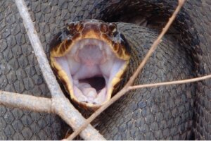 Stomatitis bij reptielen: oorzaken, symptomen en behandeling