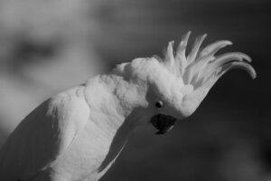 Stress bij tamme vogels: oorzaken, symptomen en oplossingen