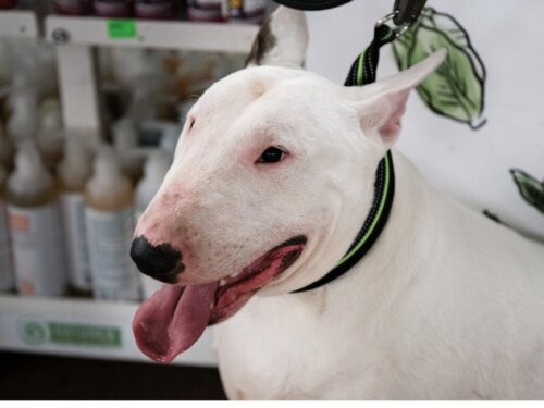 De verzorging van de bullterriër