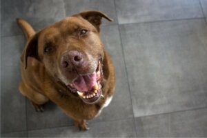 Cimarrón Uruguayo: alles over dit ras