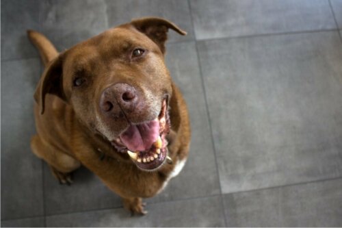 Cimarrón Uruguayo: alles over dit ras