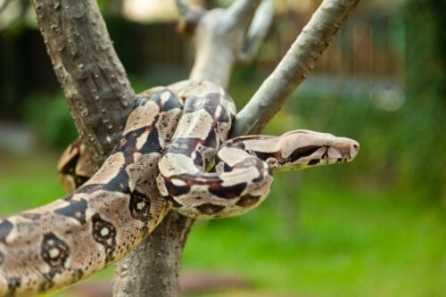 De verzorging van een boa constrictor