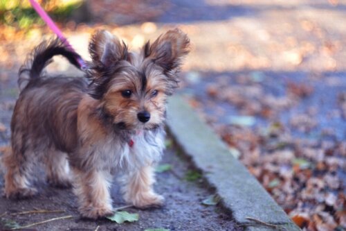 De chorkie: alles over dit ras