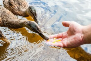 Hoe zit dat: wat eten eenden?