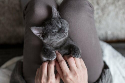 Houden katten ervan over hun buik geaaid te worden?