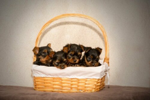 17 dingen die een puppy nodig heeft