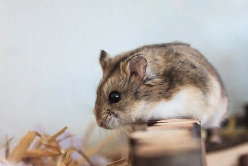 De levenscyclus van hamsters