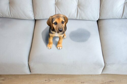Natuurlijke middelen om te voorkomen dat je hond in huis plast