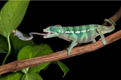 De geheimen van de tong van de kameleon