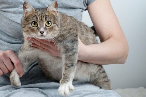 Dystocie bij katten: oorzaken, symptomen en behandeling