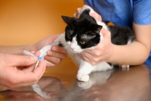 Soorten bloedarmoede bij katten