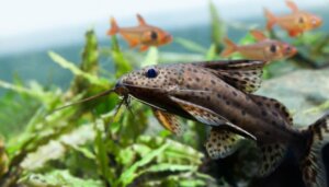 Hoeveel vissen kun je in een aquarium houden?