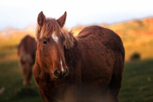 Hoeveel weegt een paard?