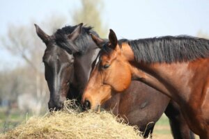 Hoe zit dat: wat eten paarden?