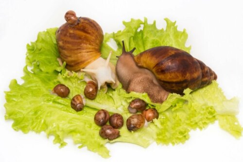 Weet je hoe slakken geboren worden?