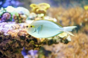 Hoe zit dat: wat eten vissen?