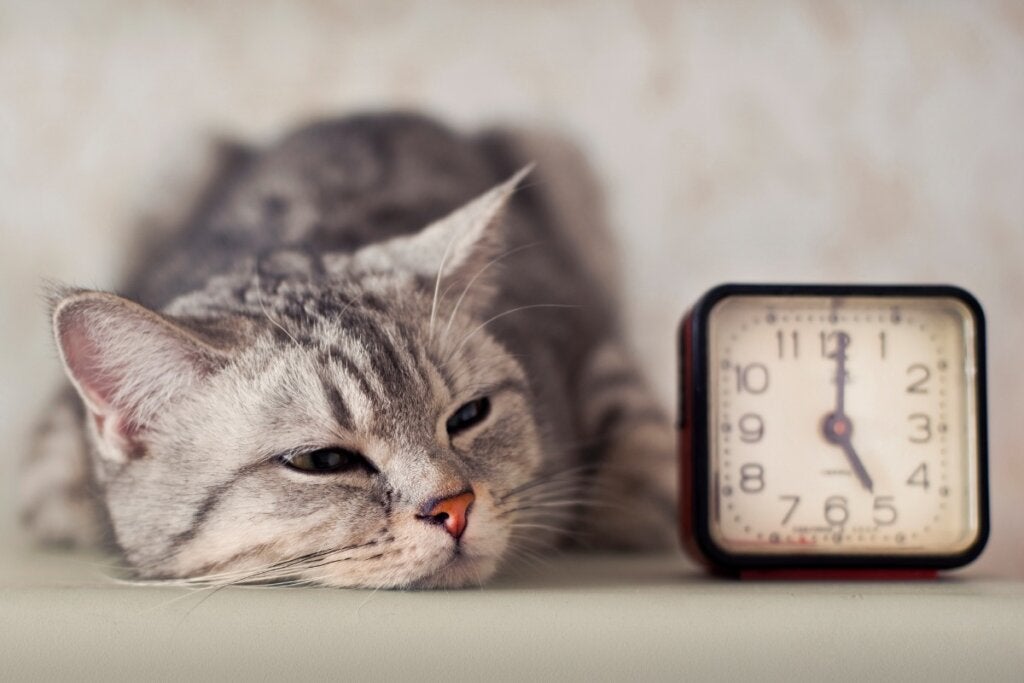 Redenen waarom je kat niet speelt
