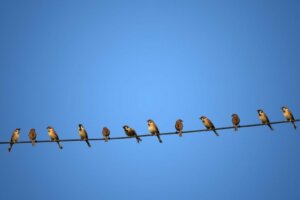 Waarom worden vogels niet geëlektrocuteerd op hoogspanningskabels?