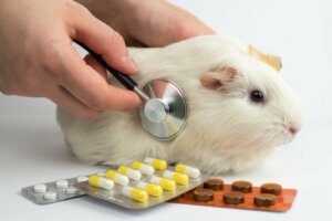 12 veelvoorkomende ziekten bij cavia's