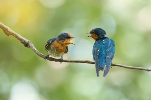 8 tekenen dat een vogel gaat sterven