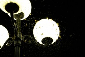 Weet jij waarom licht insecten aantrekt?