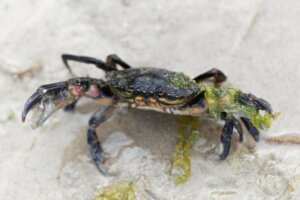 Kenmerken van de strandkrab: een invasieve soort in Amerika en Australië