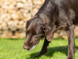 7 mogelijke redenen waarom je hond gal braakt