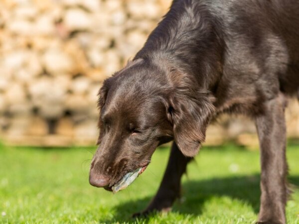 7 mogelijke redenen waarom je hond gal braakt