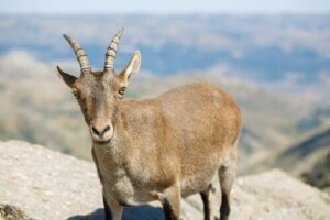 7 ongelooflijke dieren in het hooggebergte