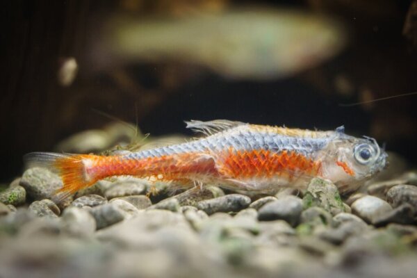 Mijn vis heeft een wit laagje op zijn lichaam: wat is dat?